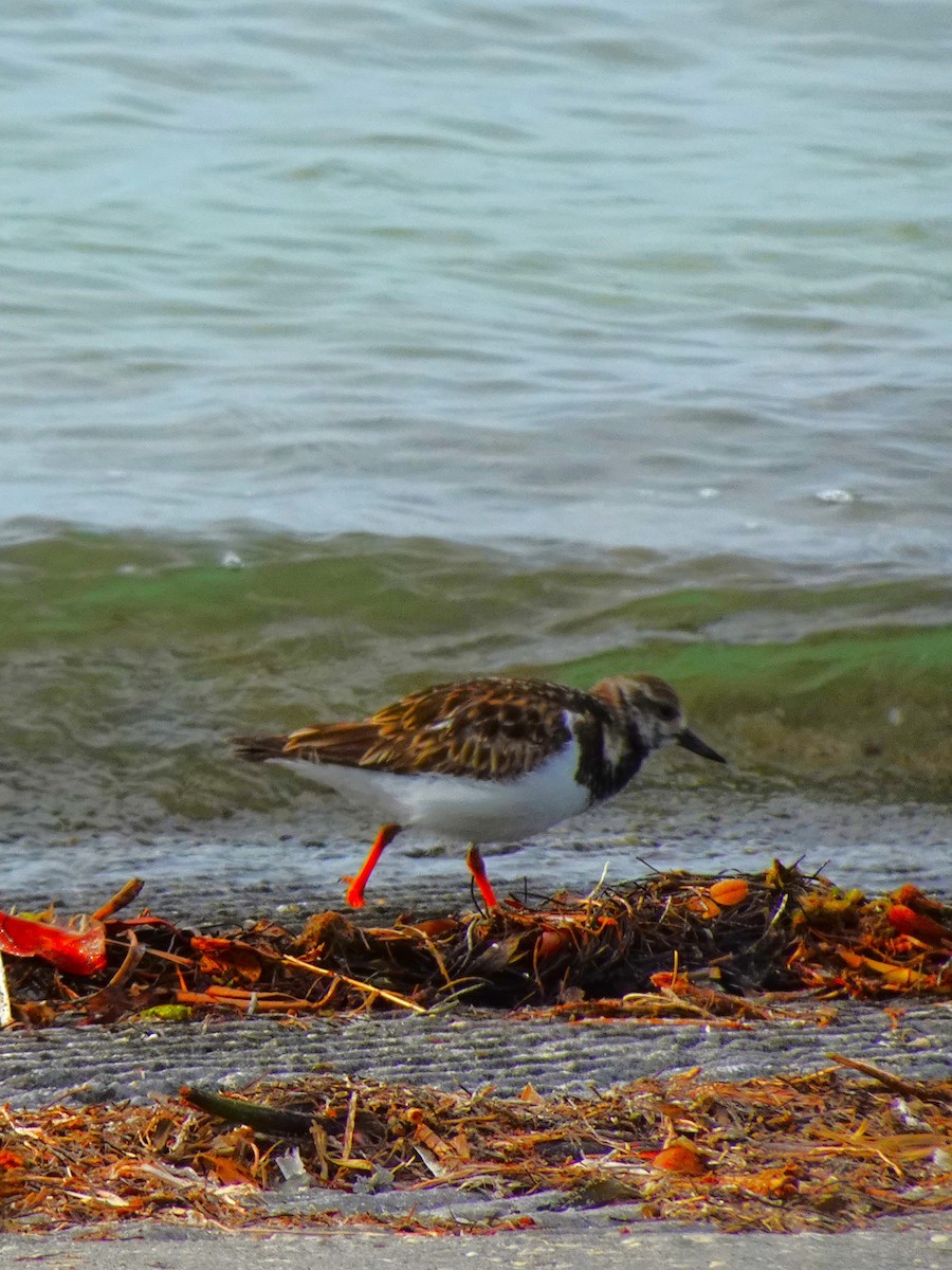 Ruddy Turnstone - ami horowitz