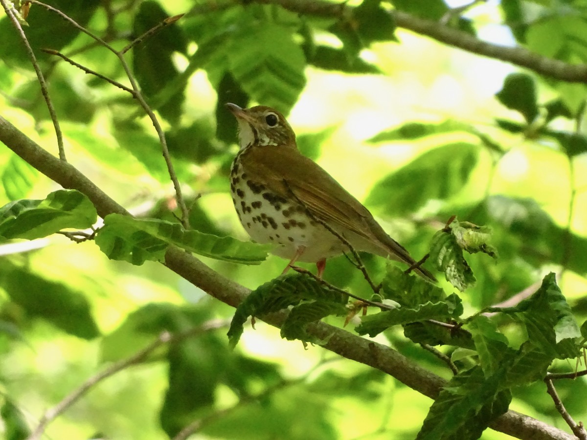 Wood Thrush - Susan Kirchhausen