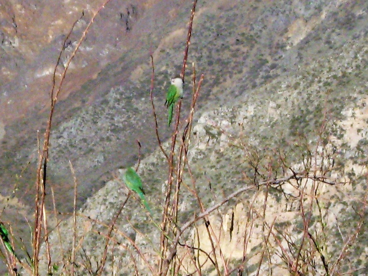 Gray-hooded Parakeet - Bob Hargis