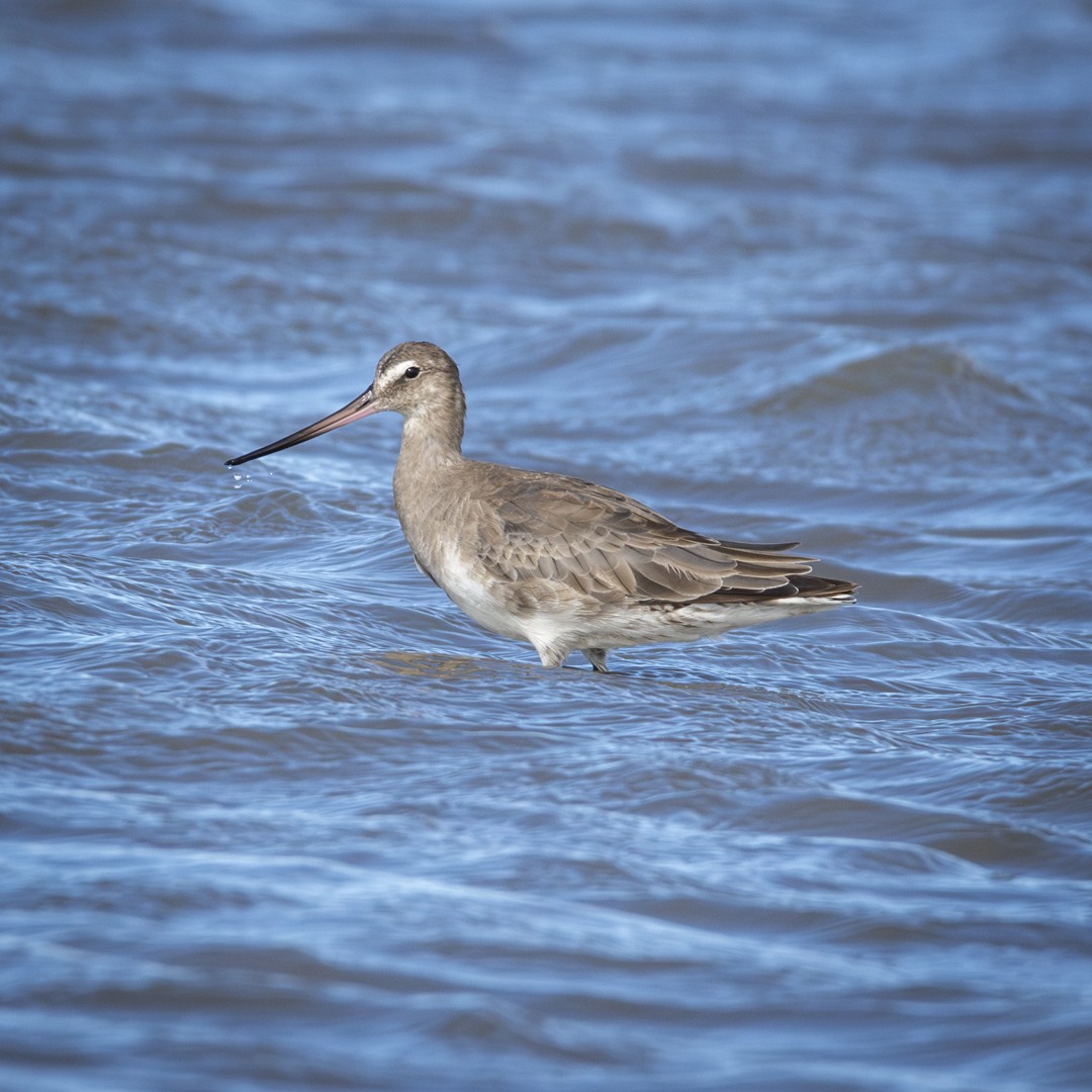 Hudsonian Godwit - Caio Osoegawa