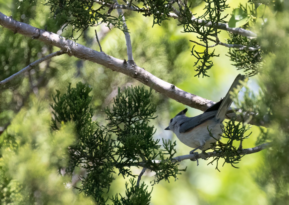 Black-crested Titmouse - Anne Heyerly