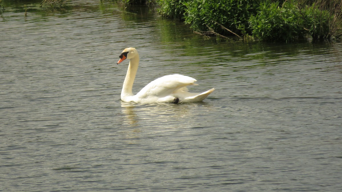 Mute Swan - Ian Jones