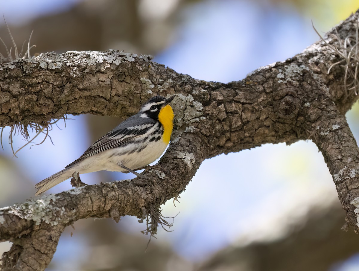 Yellow-throated Warbler - ML619448531