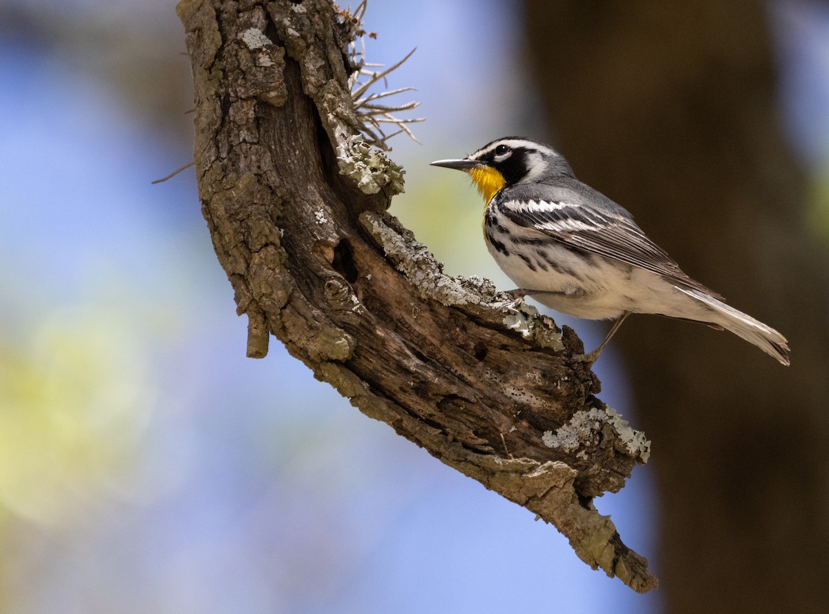 Yellow-throated Warbler - Anne Heyerly