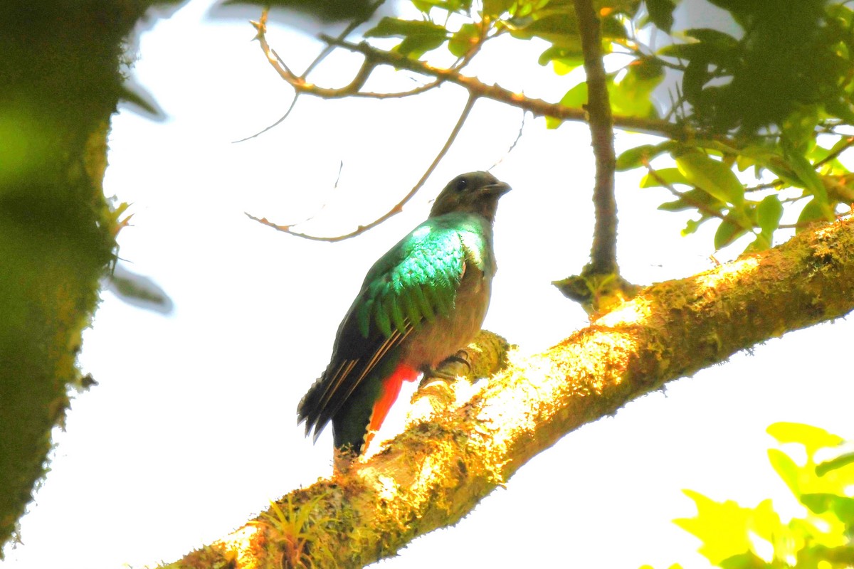 Quetzal Guatemalteco (costaricensis) - ML619448534