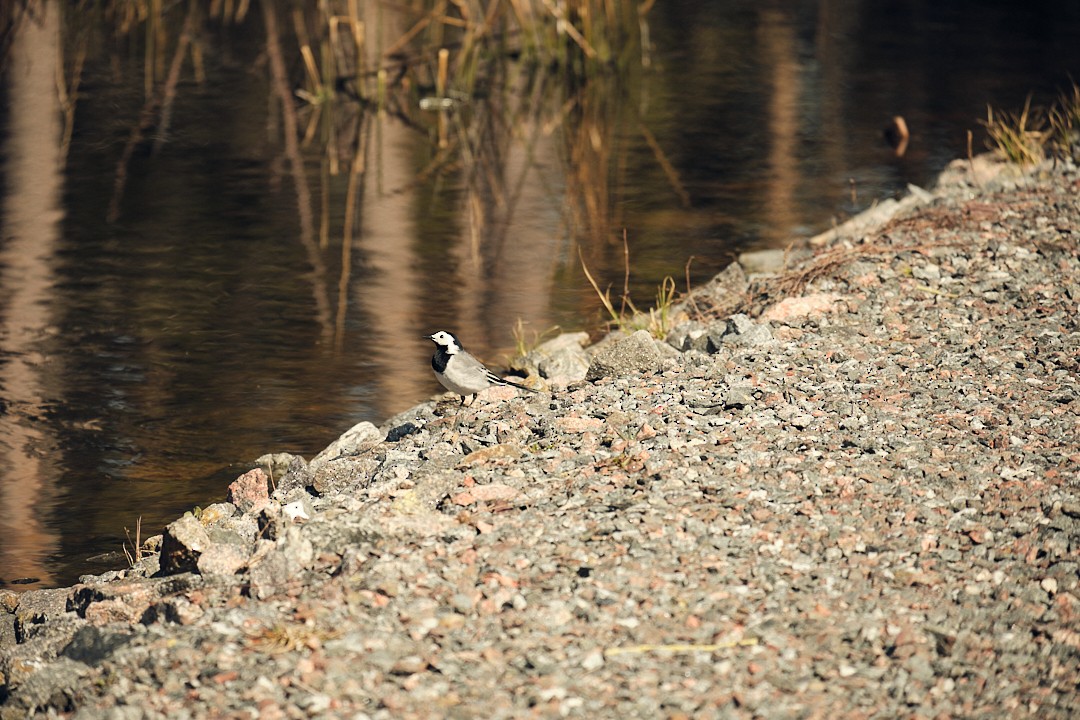White Wagtail - ML619448537
