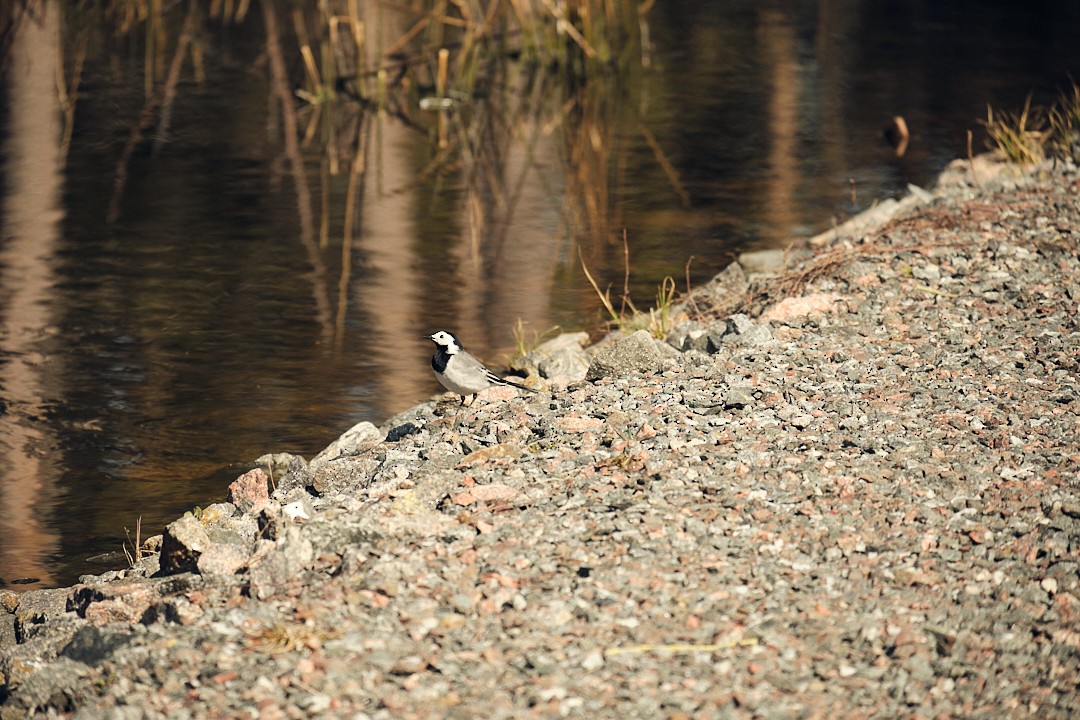 White Wagtail - Andrés De la Cámara