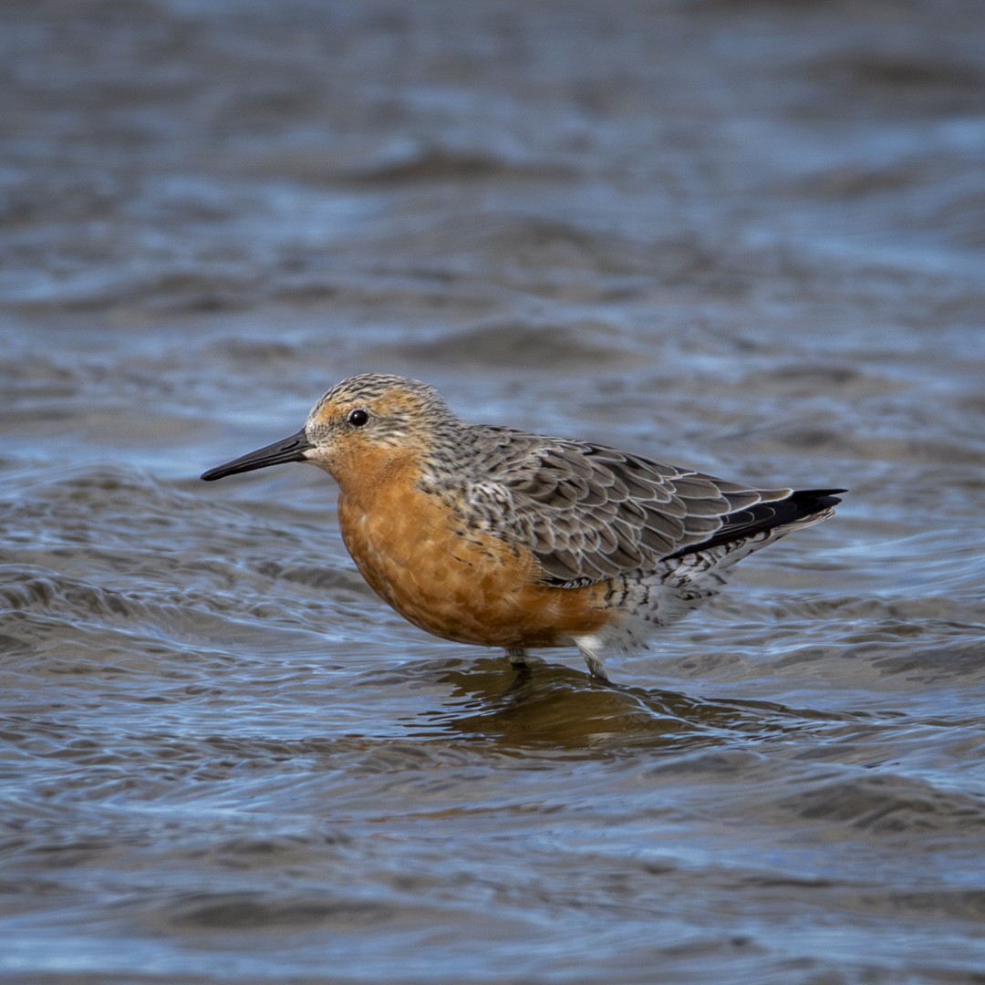 Red Knot - ML619448539