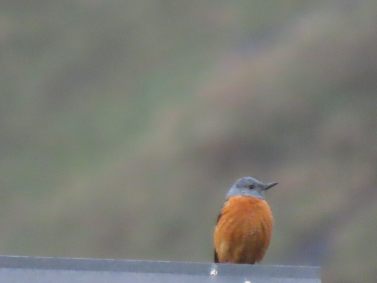 Rufous-tailed Rock-Thrush - Doug Kibbe