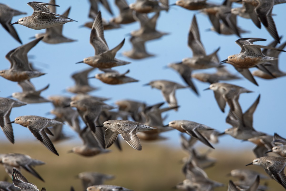 Red Knot - ML619448541