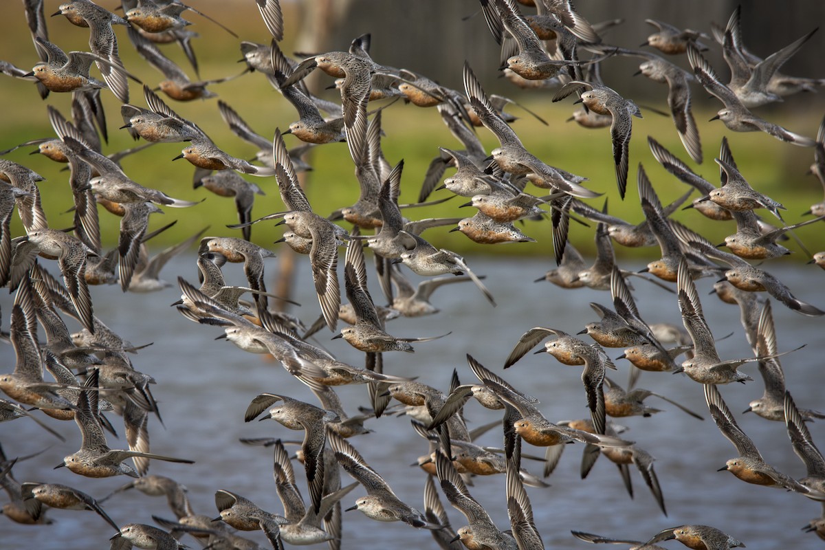 Red Knot - ML619448543