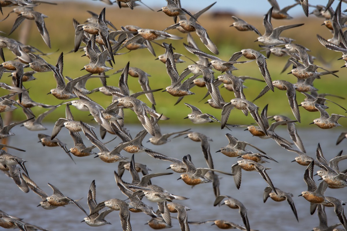 Red Knot - ML619448544