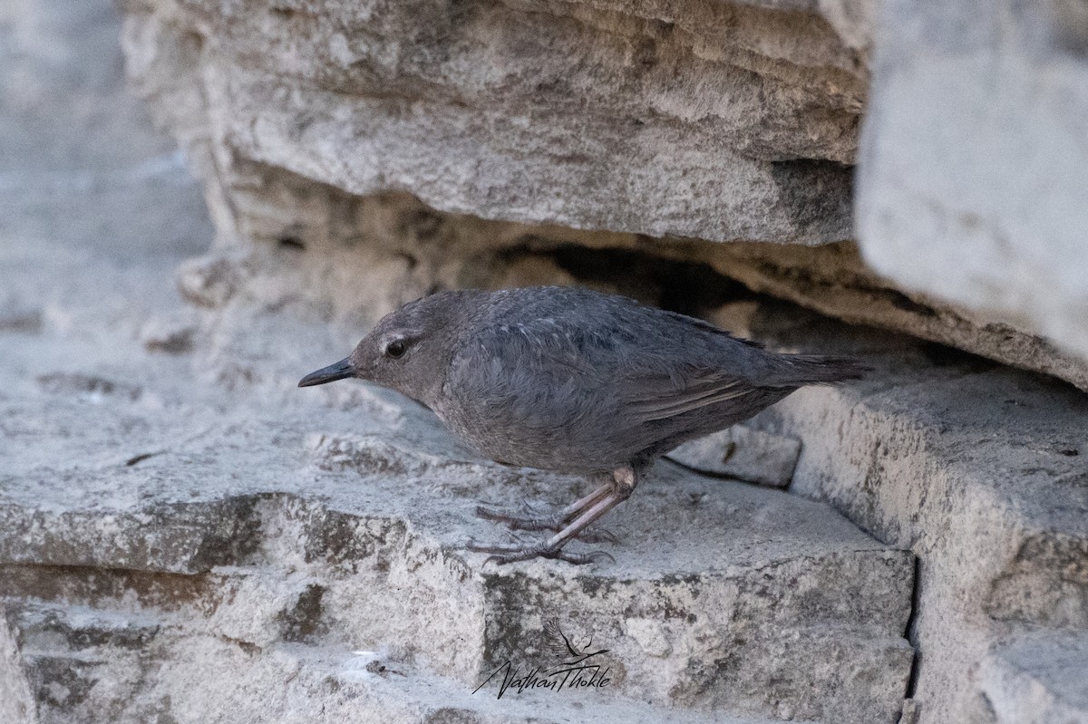 American Dipper - Nathan Thokle