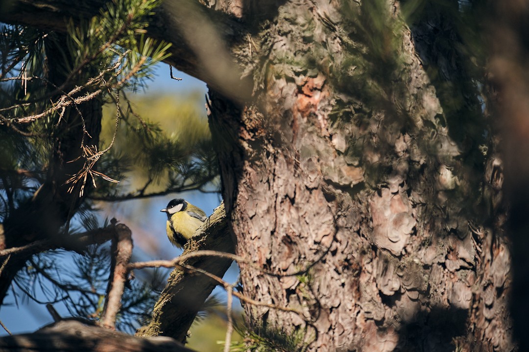 Eurasian Blue Tit - Andrés De la Cámara