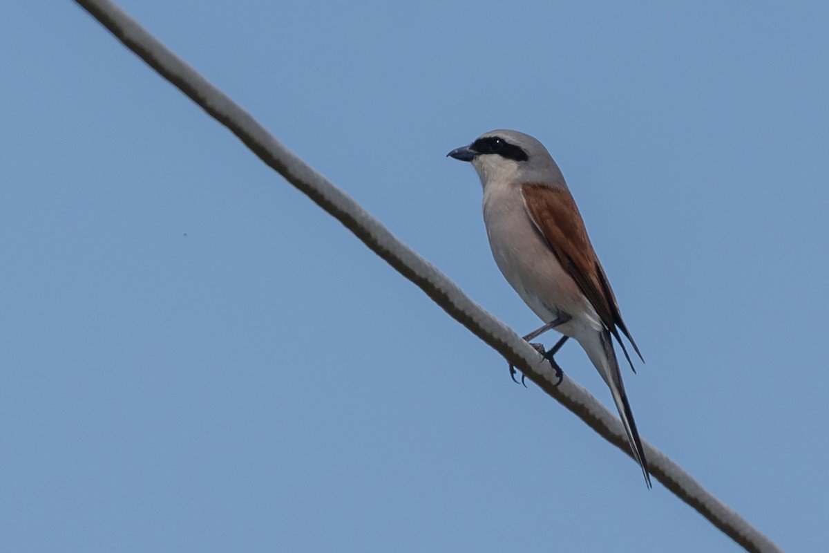 Red-backed Shrike - Nikos Mavris