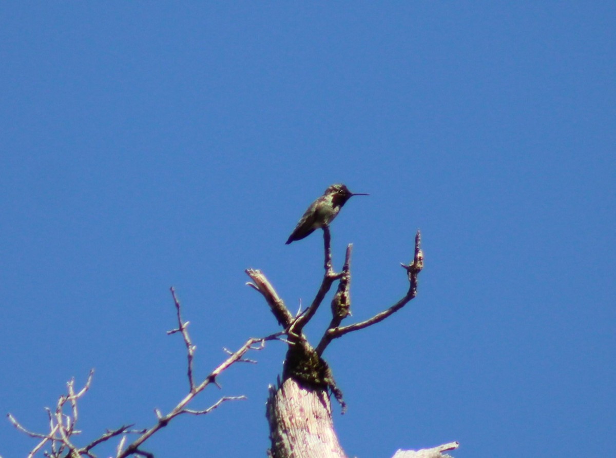 Black-chinned Hummingbird - Bill McIver