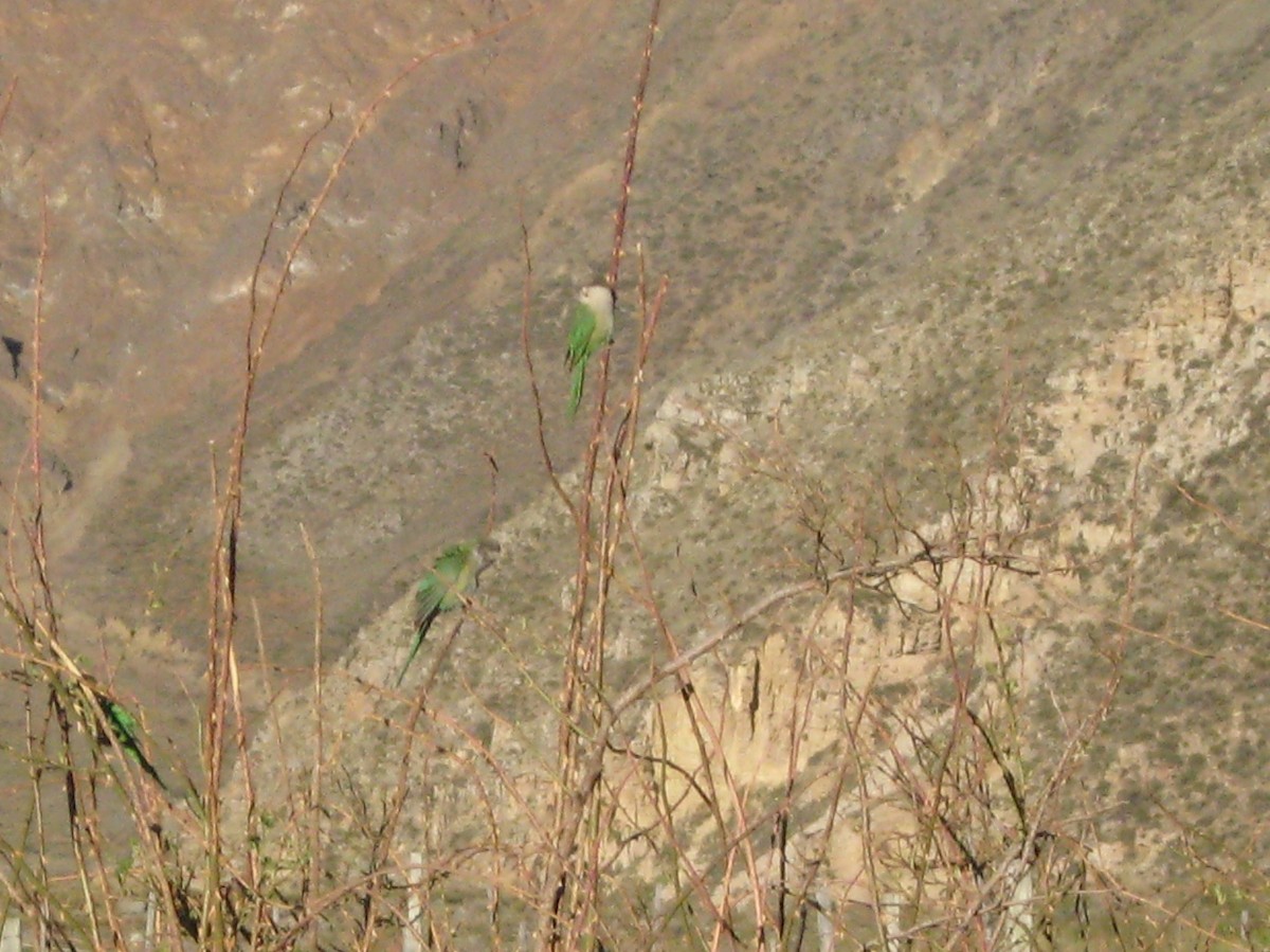 Gray-hooded Parakeet - Bob Hargis