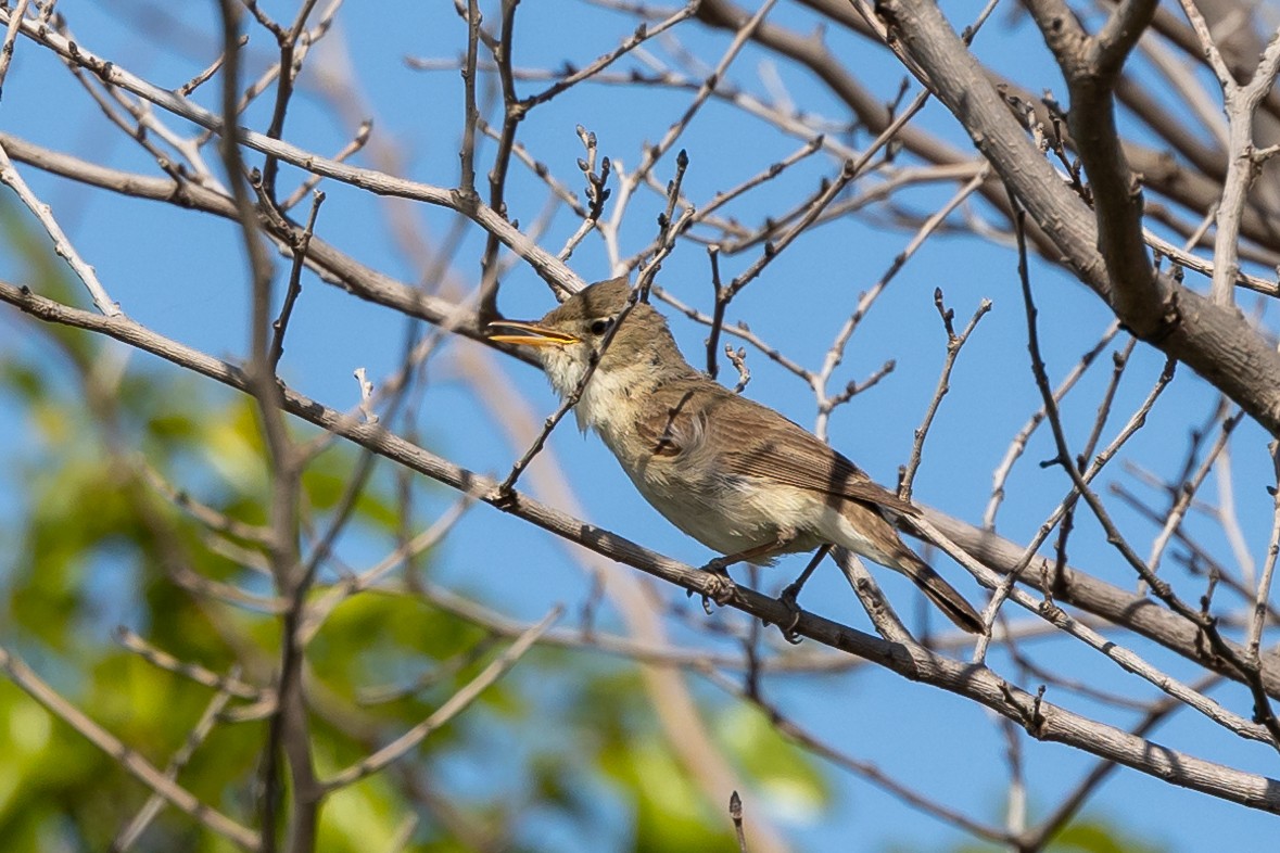 Eastern Olivaceous Warbler - Nikos Mavris