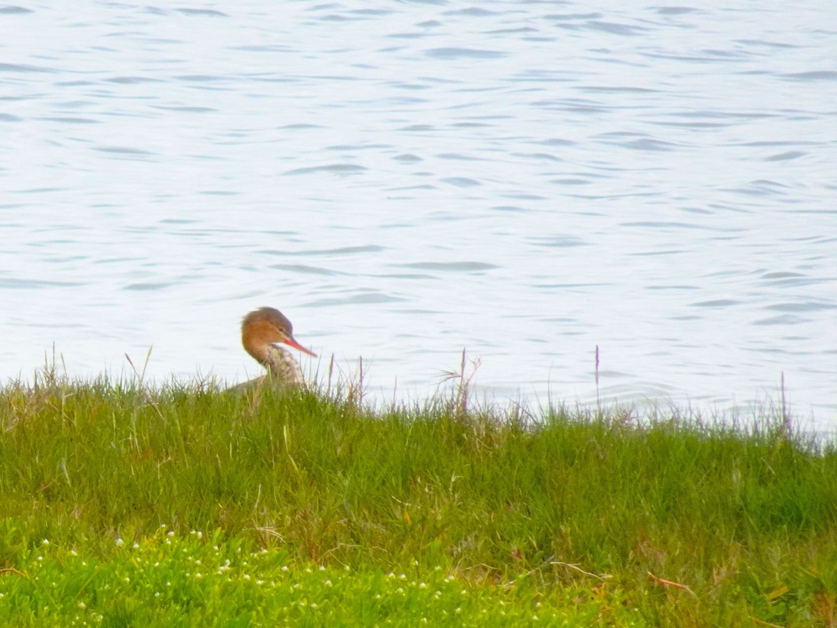 Red-breasted Merganser - ML619448581