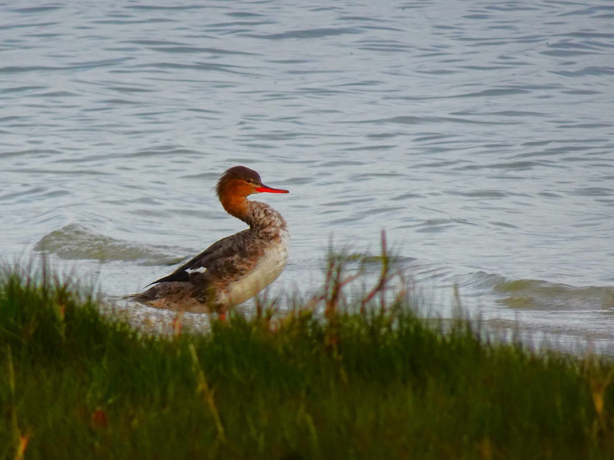 Red-breasted Merganser - ML619448582