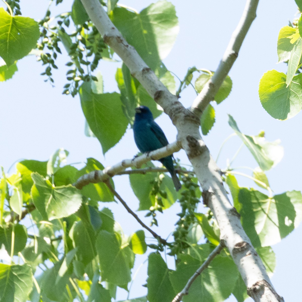 Indigo Bunting - Mary McKitrick