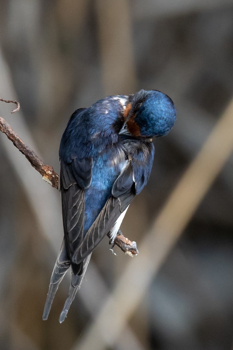 Barn Swallow - Nikos Mavris