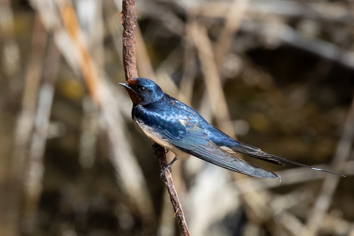 Barn Swallow - Nikos Mavris