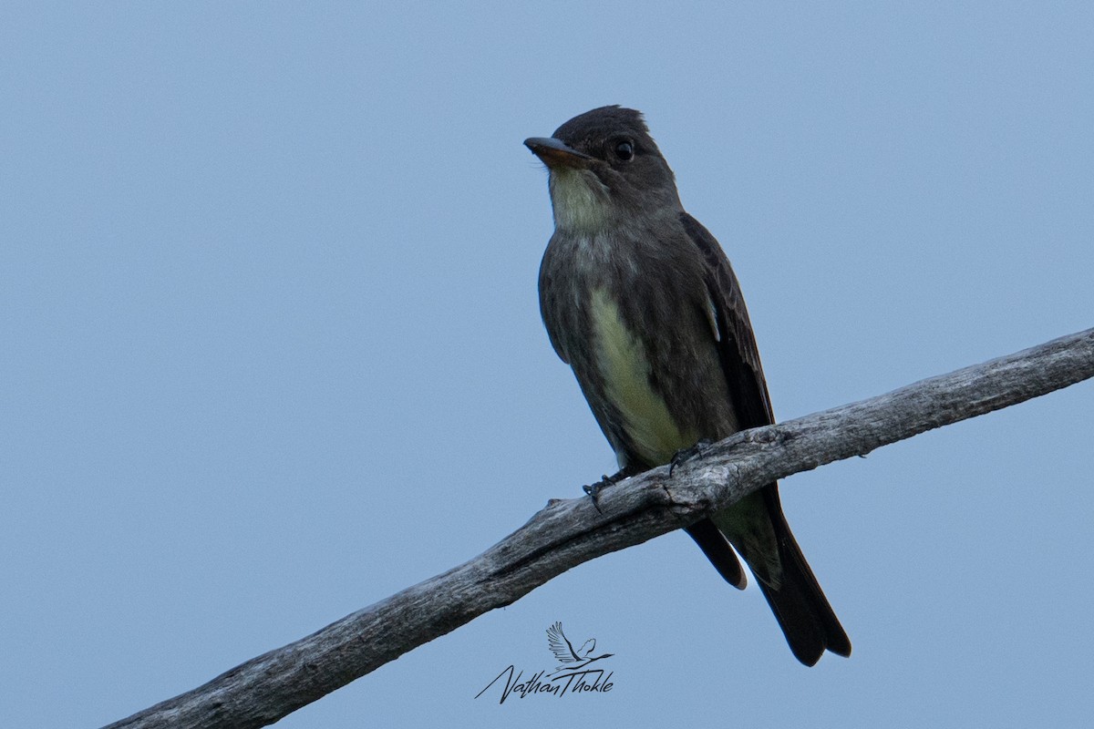 Olive-sided Flycatcher - Nathan Thokle