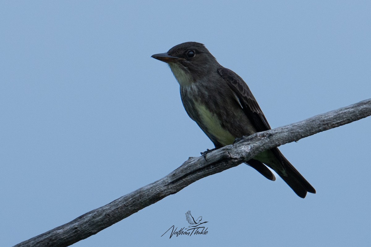 Olive-sided Flycatcher - Nathan Thokle