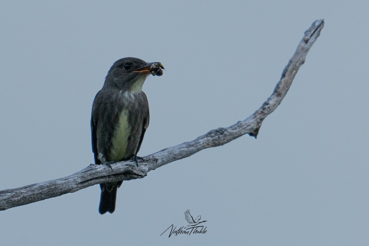 Olive-sided Flycatcher - Nathan Thokle