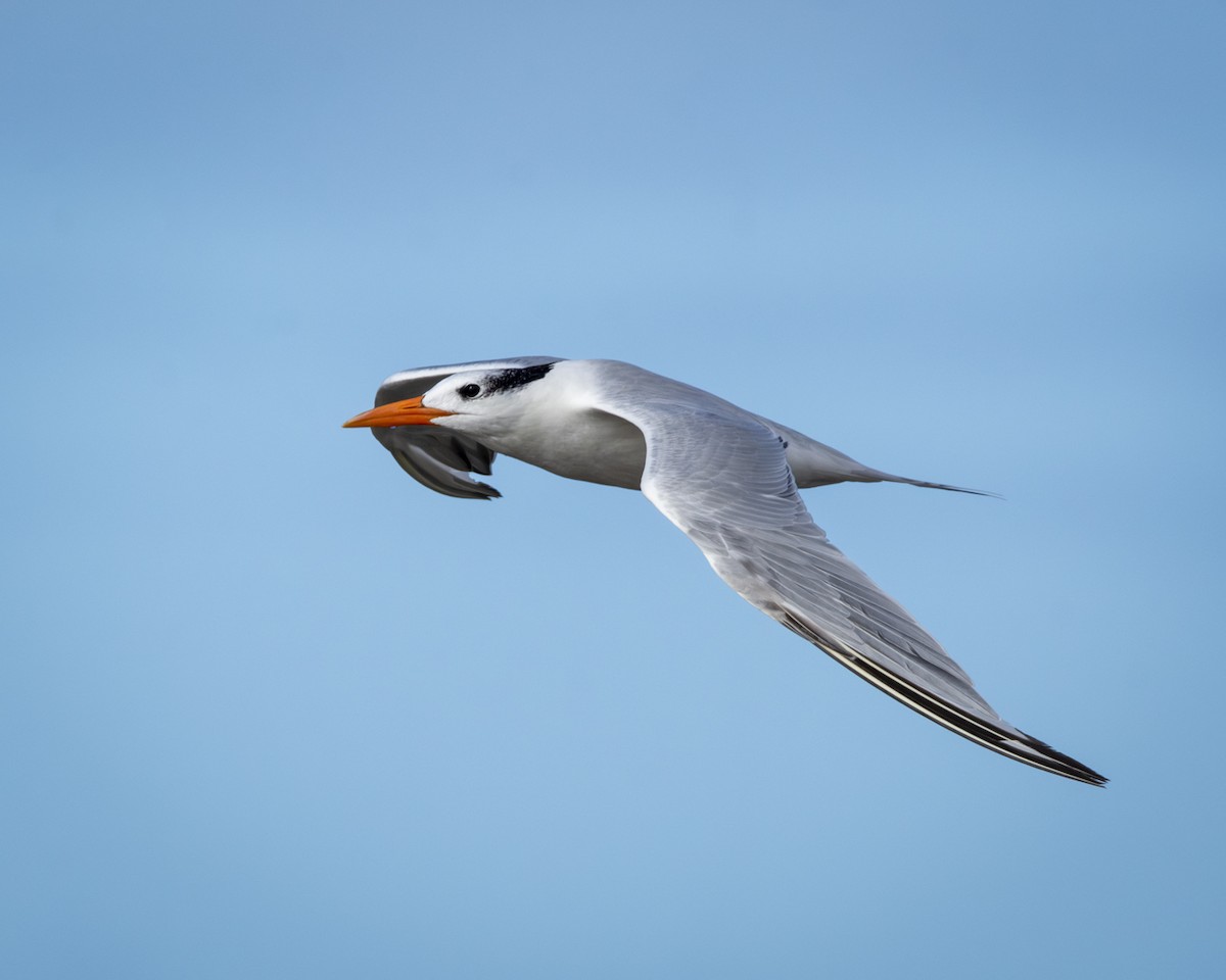 Royal Tern - Caio Osoegawa