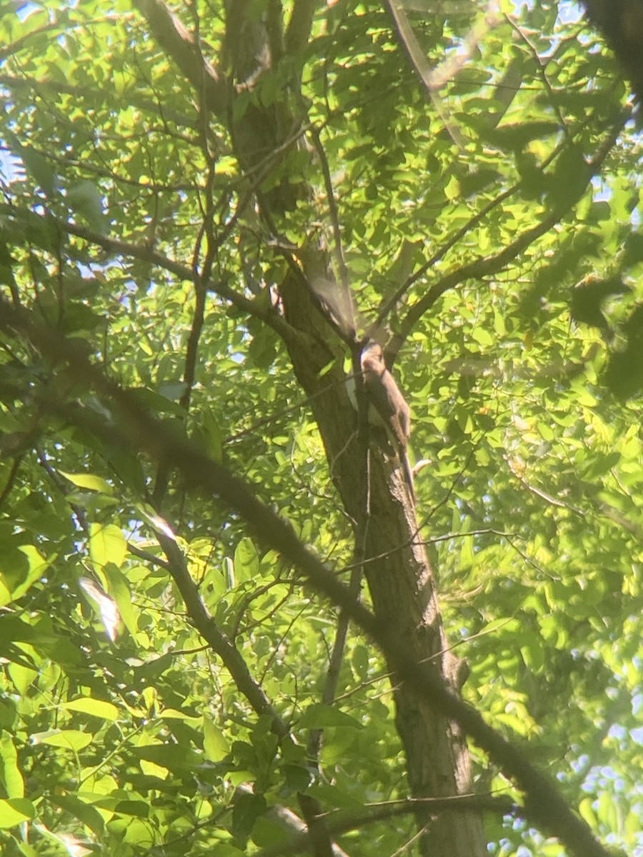 Yellow-billed Cuckoo - ML619448616