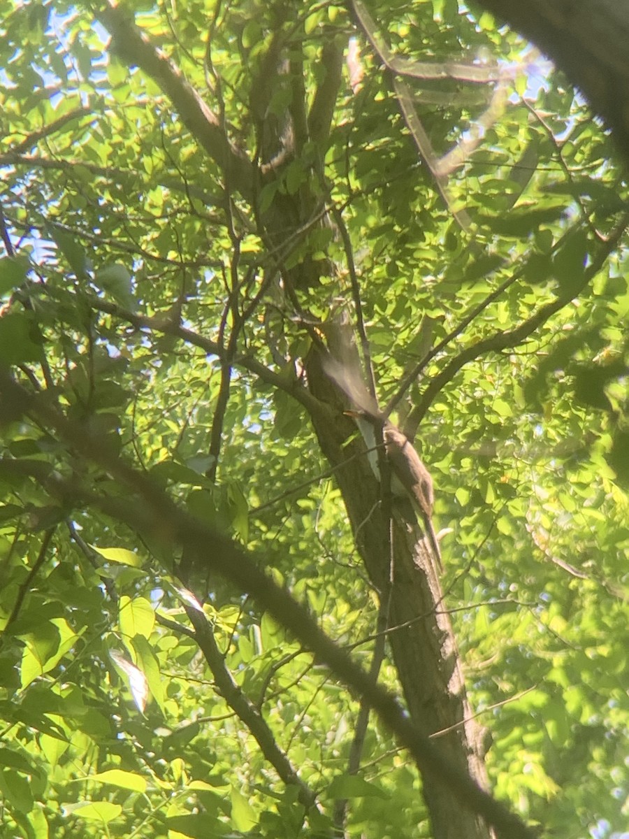 Yellow-billed Cuckoo - Blake Torline