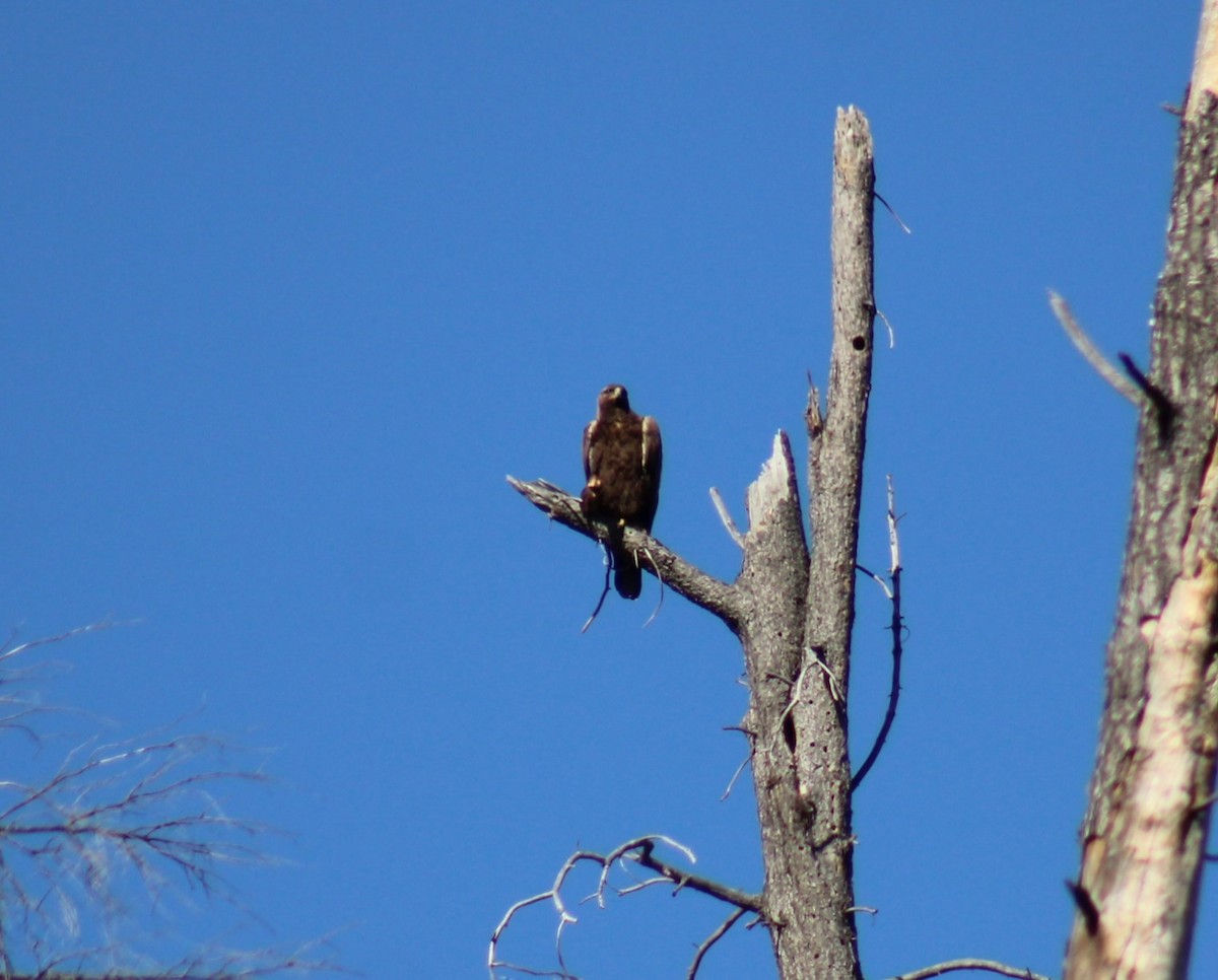 Golden Eagle - Bill McIver