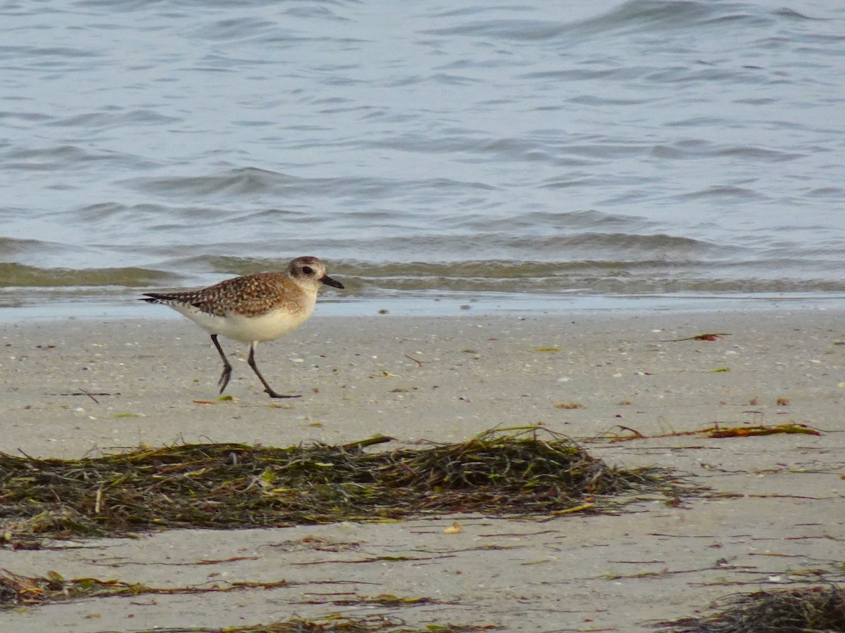 Sanderling - ami horowitz