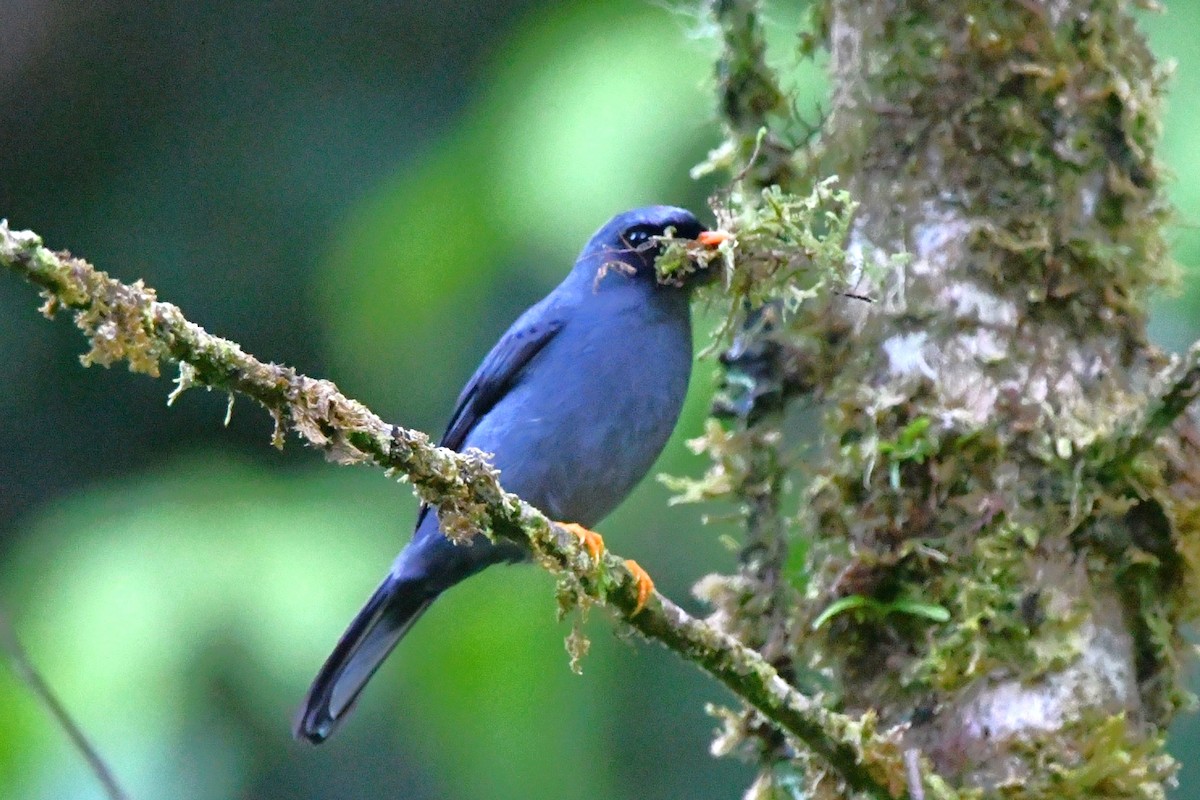 Black-faced Solitaire - Dan Bormann