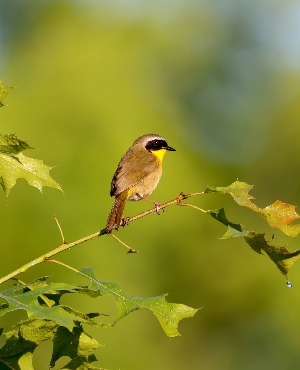 Common Yellowthroat - Lori White