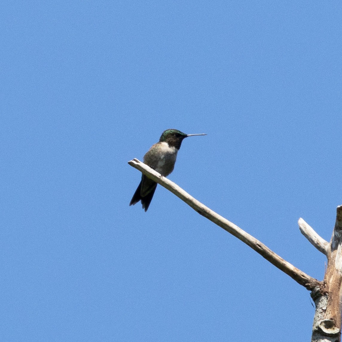 Ruby-throated Hummingbird - Mary McKitrick