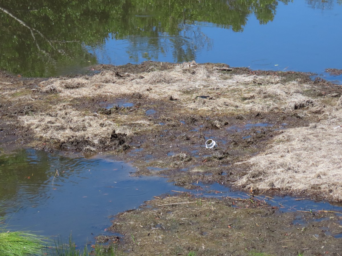 Semipalmated Sandpiper - ML619448653