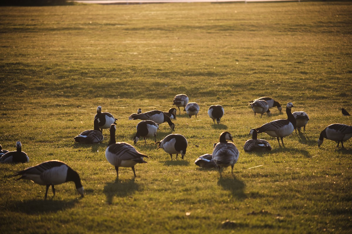 Barnacle Goose - ML619448660