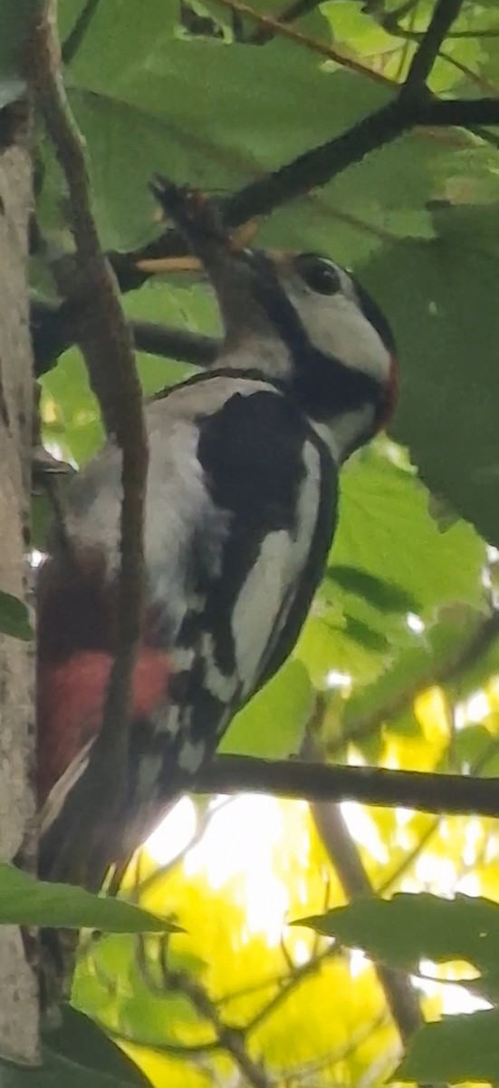 Great Spotted Woodpecker - Benoit Brayer