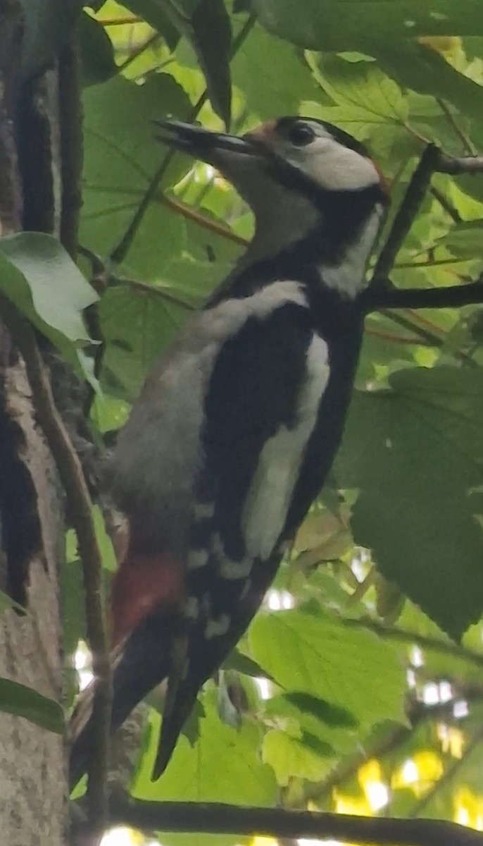 Great Spotted Woodpecker - Benoit Brayer