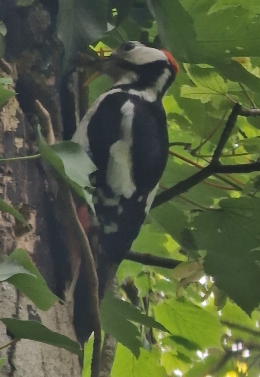 Great Spotted Woodpecker - Benoit Brayer