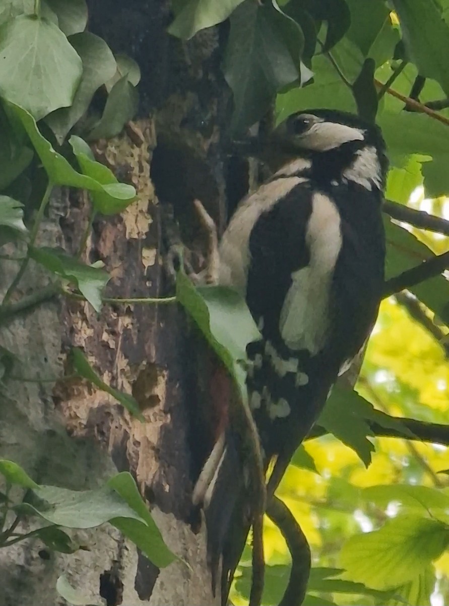 Great Spotted Woodpecker - Benoit Brayer