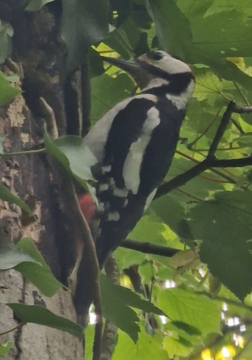 Great Spotted Woodpecker - Benoit Brayer