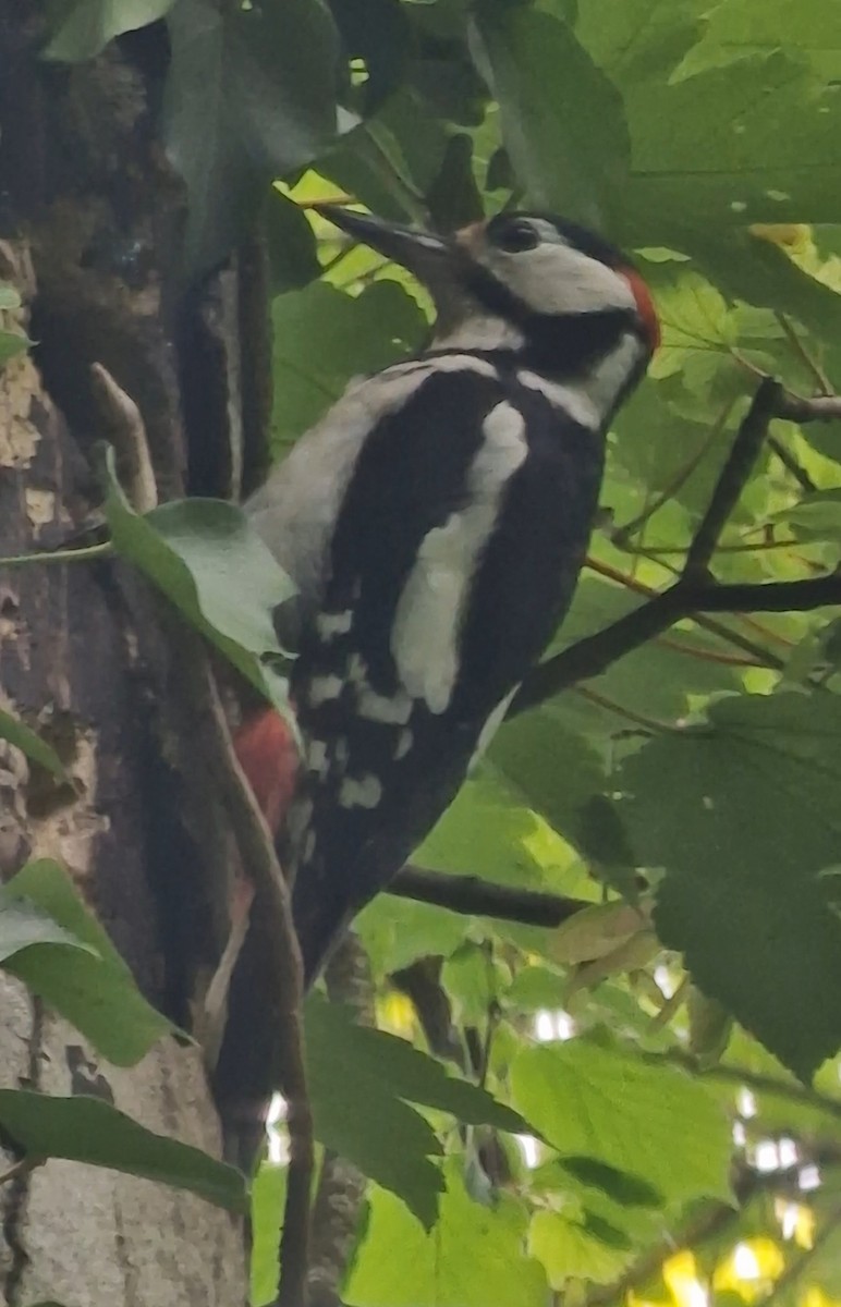 Great Spotted Woodpecker - Benoit Brayer