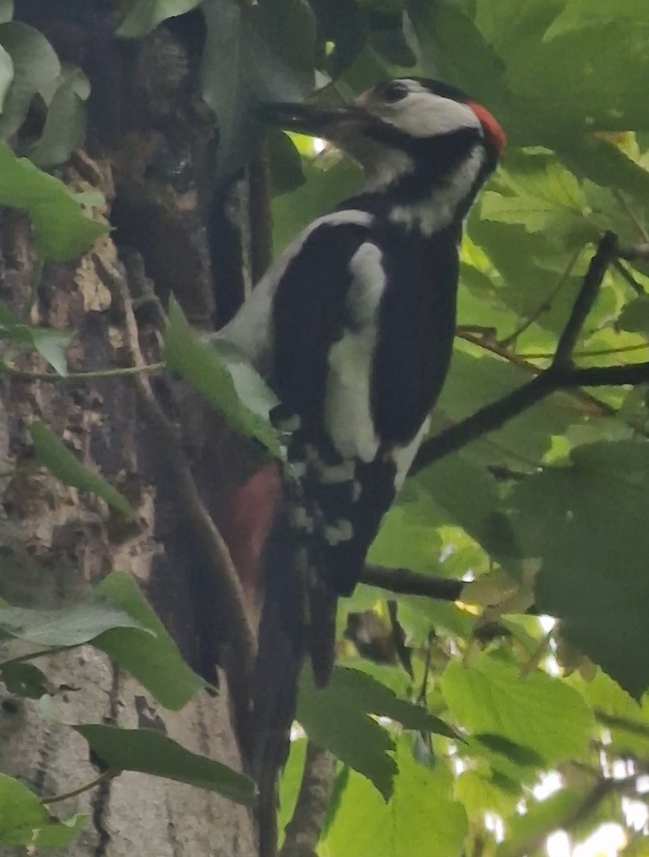 Great Spotted Woodpecker - Benoit Brayer