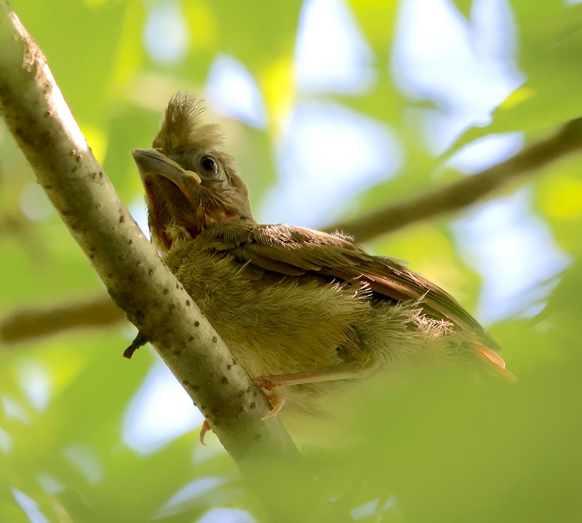 Northern Cardinal - ML619448669