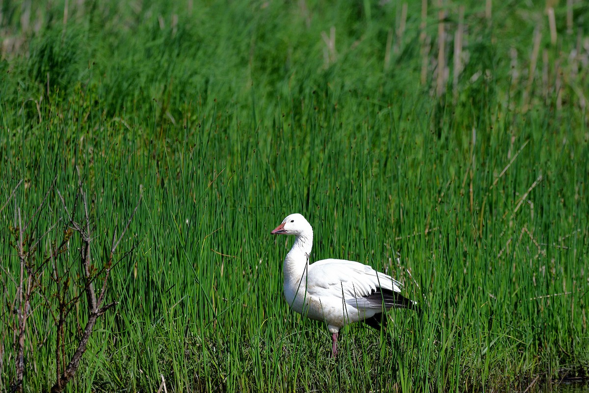 Snow Goose - Tom Long