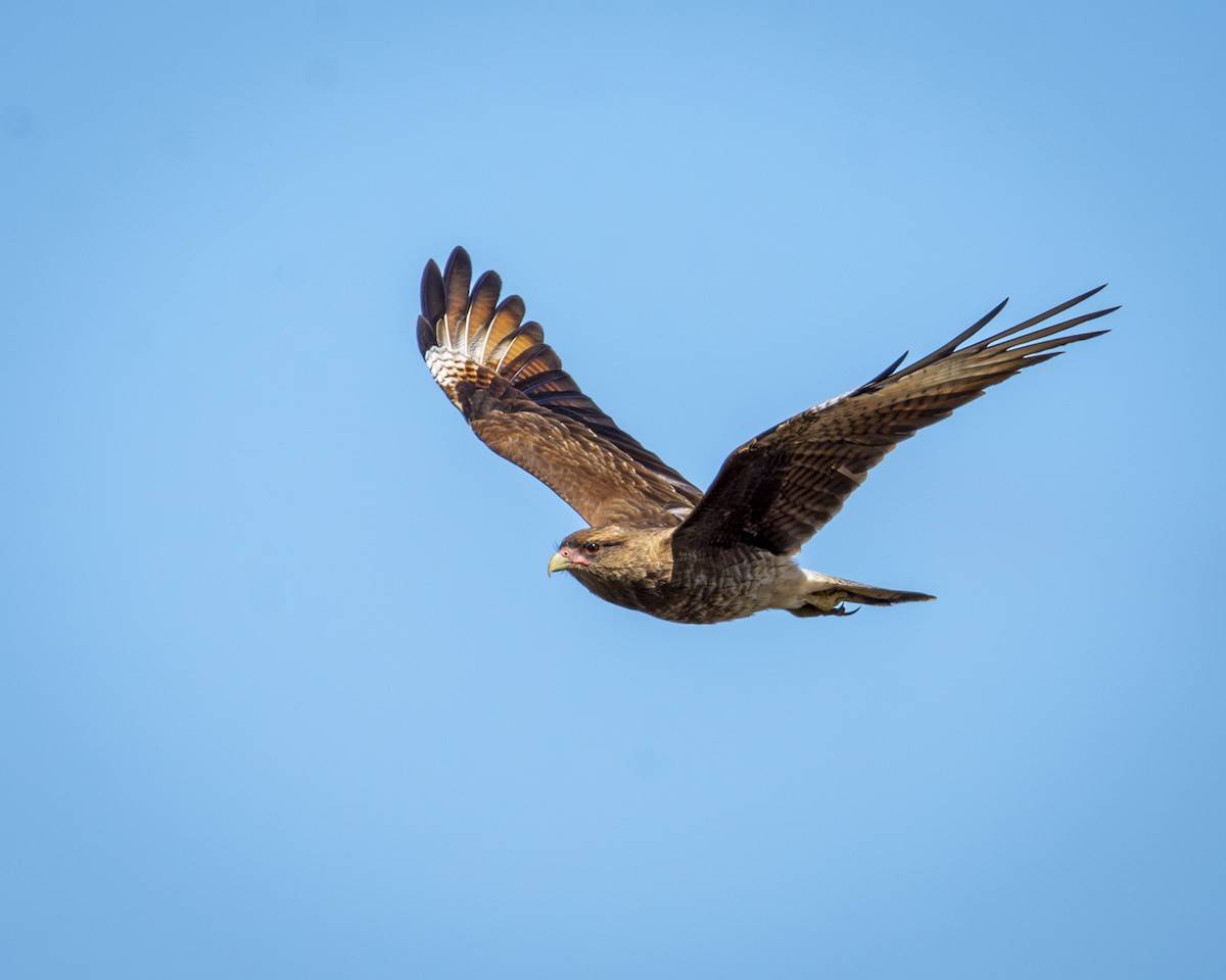 Chimango Caracara - Caio Osoegawa